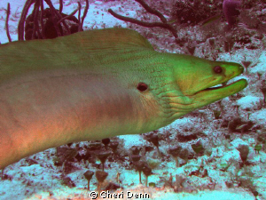 A very large green moray by Cheri Denn 
